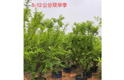 漳州苗木供应